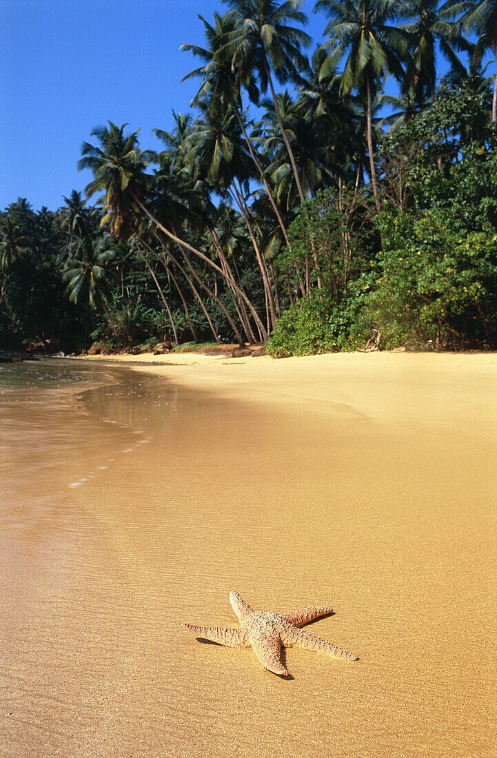 Starfish, Sri Lanka