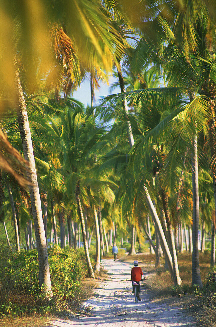 Palm trees, Zanzibar, Tanzania