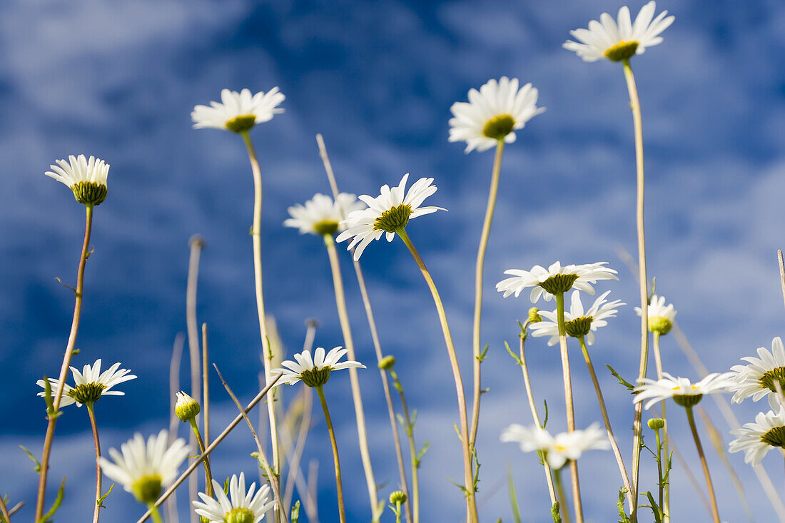 Wild Daisys (Bellis perennis), Kootenay National Park, British Colombia, Canada