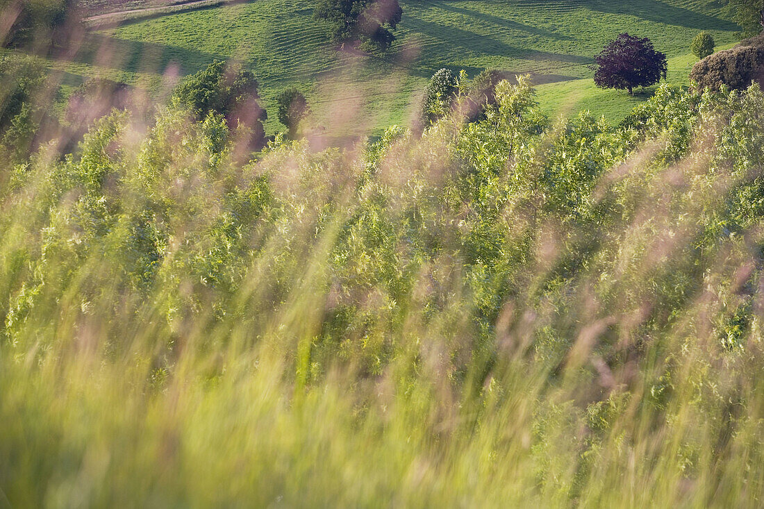 Stinchcombe Hill, Gloucestershire, UK