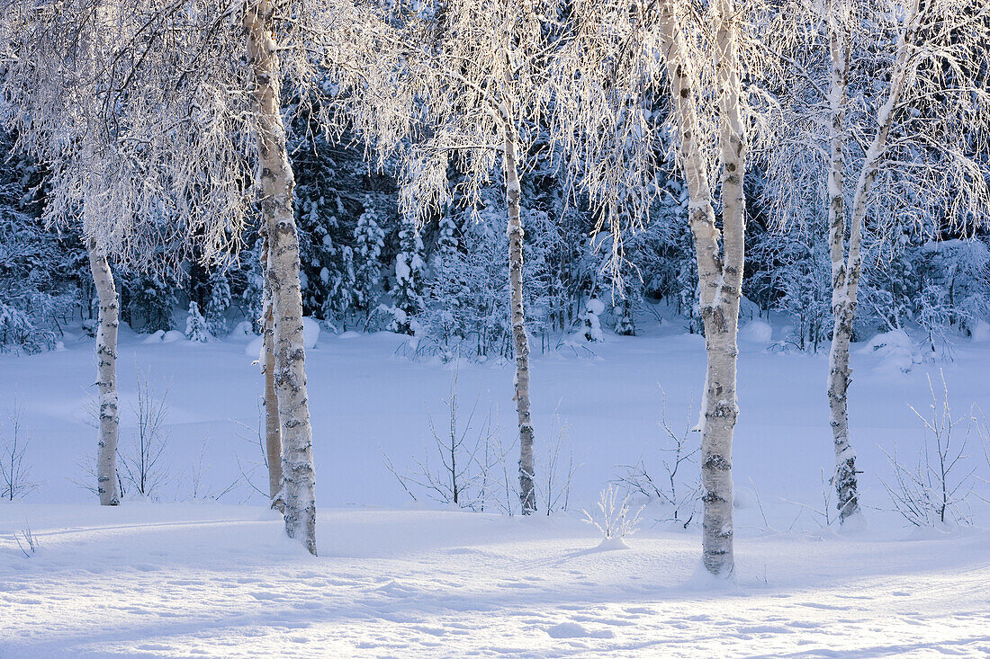 Frost in trees. Gallivare, Northern Sweden