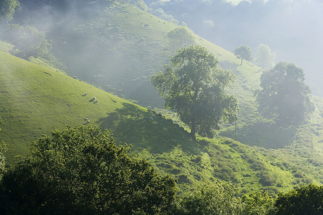 Misty valley & sheep on hillside, Wotton Under Edge, Gloucestershire, UK