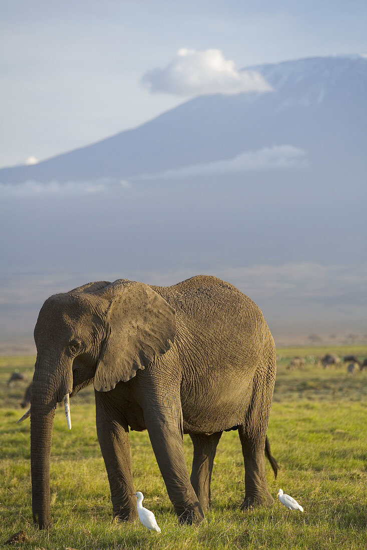 Elephant and Mount Kilimanjaro, Amboseli National Park, Kenya