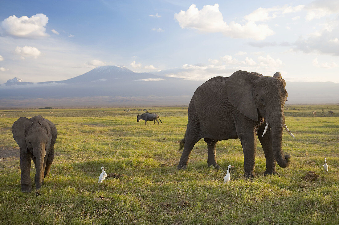 Elephants and Mount Kilimanjaro, Amboseli National Park, Kenya