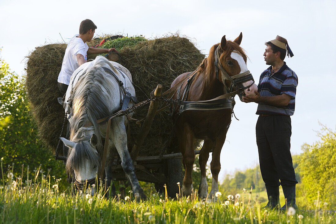 Hay making near Brasov, Maramures, Romania