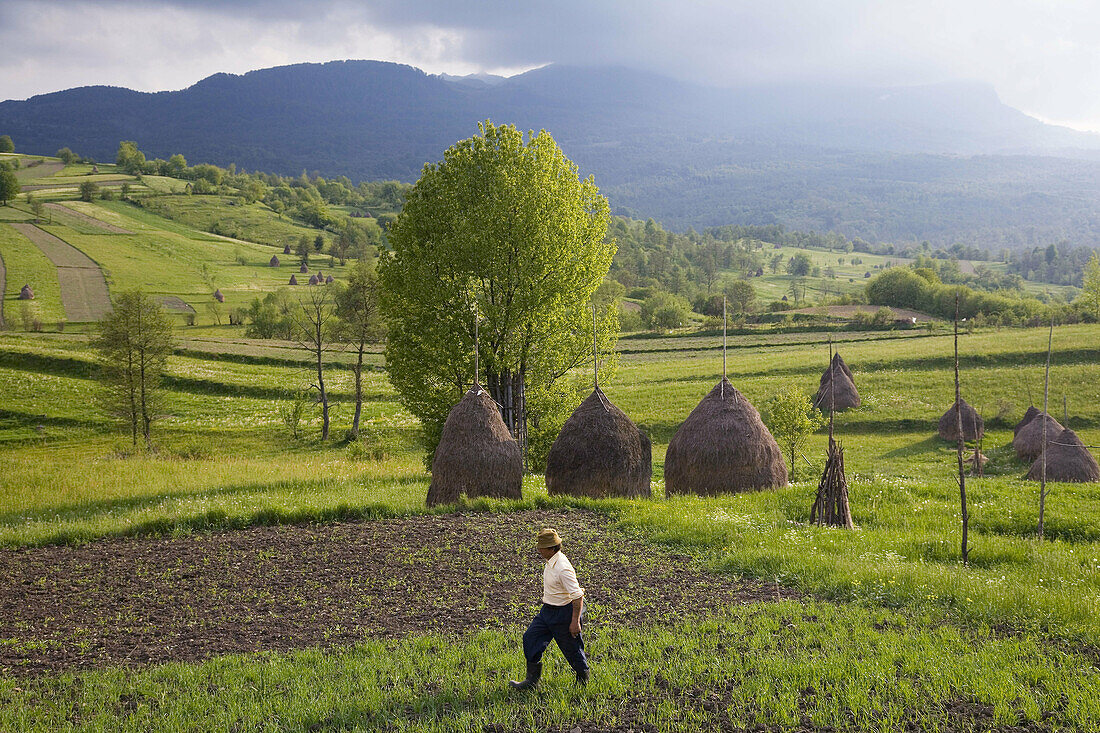 Man walking field near Budesti, Maramures, Romania