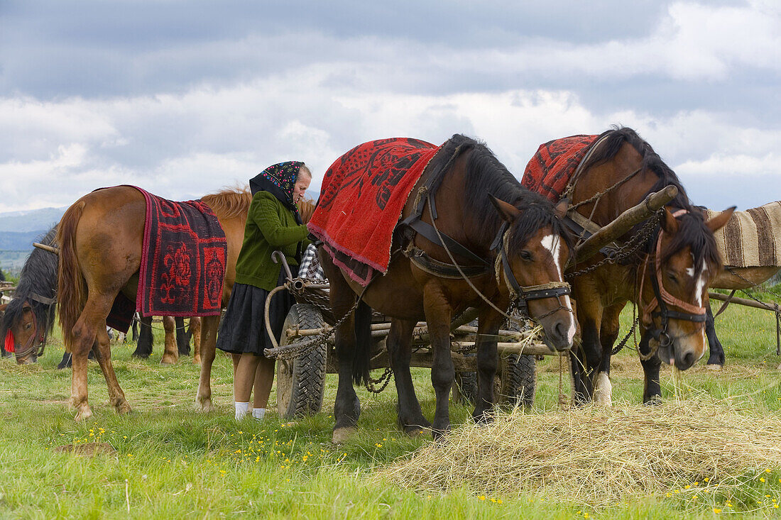 Women at market with horses, Sighetu Marmatiei, Maramures, Romania
