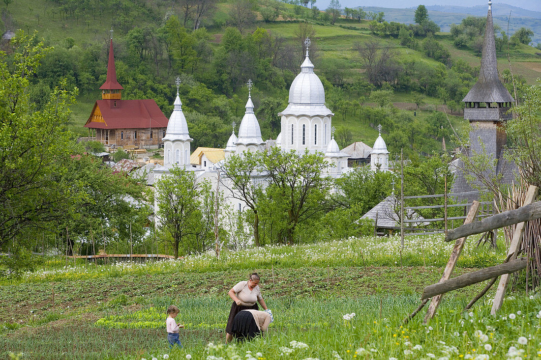 Churches of Botiza & working in vegetable patch, Maramures, Romania