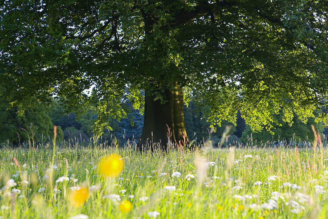 Spring meadow & tree, Gloucestershire, UK