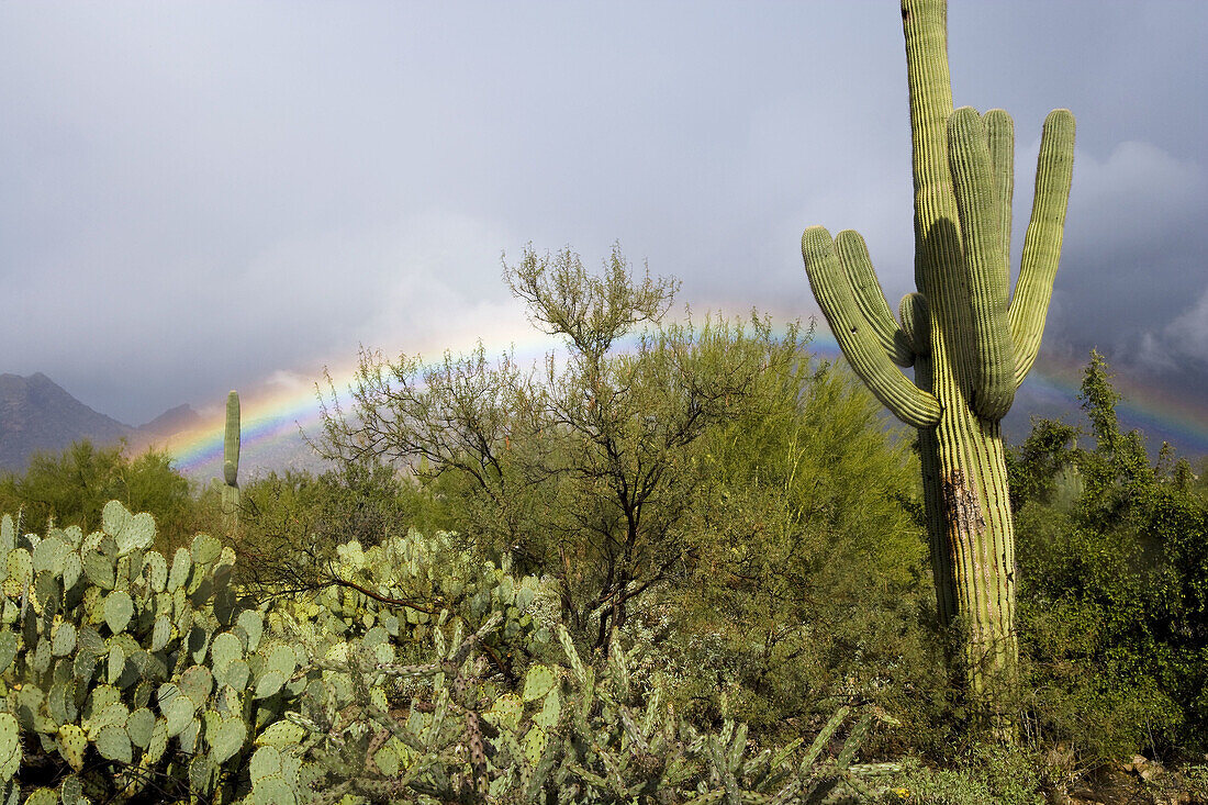 Rainbow & cacti, Saguaro National Park, Tucson, Arizona, USA