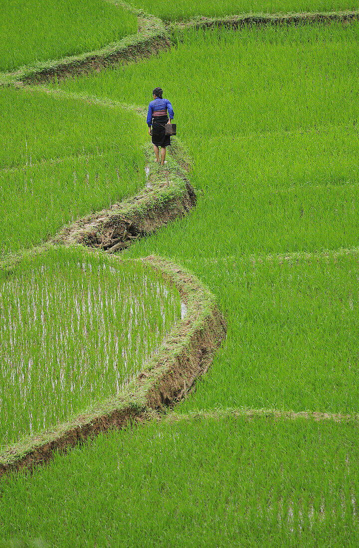 White Tay ethnic tribe in rice field, Ban Ko Muong, Hoa Binh province, Vietnam