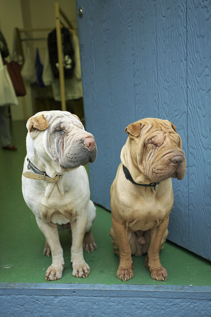 Two dogs on seat, Paris, France