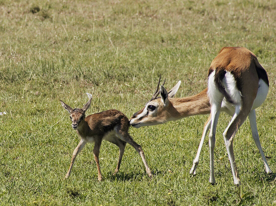 Thomson Gazelle grooms newborn