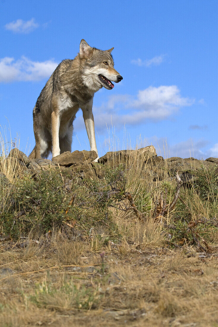 A Gray Wolf lays ontop of a rocky hill to get a better view