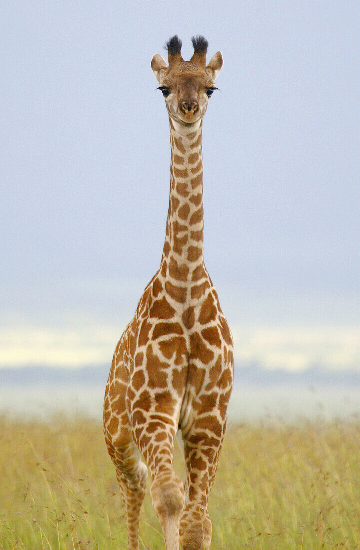 A young Masaii giraffe in the Masaii Mara, Kenya