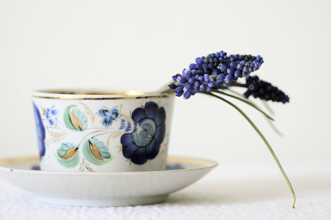 Couple stems of grape hyacinth curve over the rim of a white procelain cup with blue floral motif and gold rim
