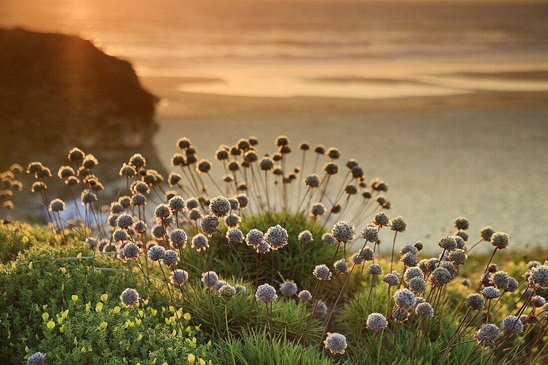 Beach Wildflowers, Praia do Malhao, Vila Nova de Milfontes, Alentejo, Portugal