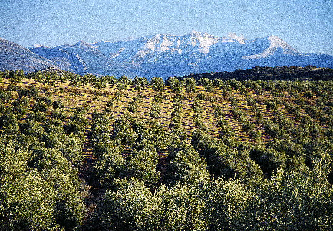Olive groves  Sierra Mágina Nature Reserve  Jaén province  Andalusia  Spain
