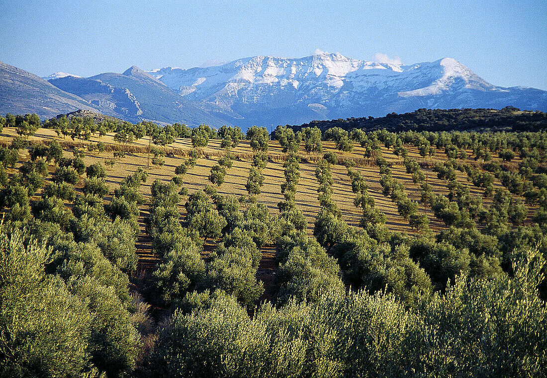 Olivenhaine Naturpark Sierra Mágina Provinz Jaén Andalusien Spanien