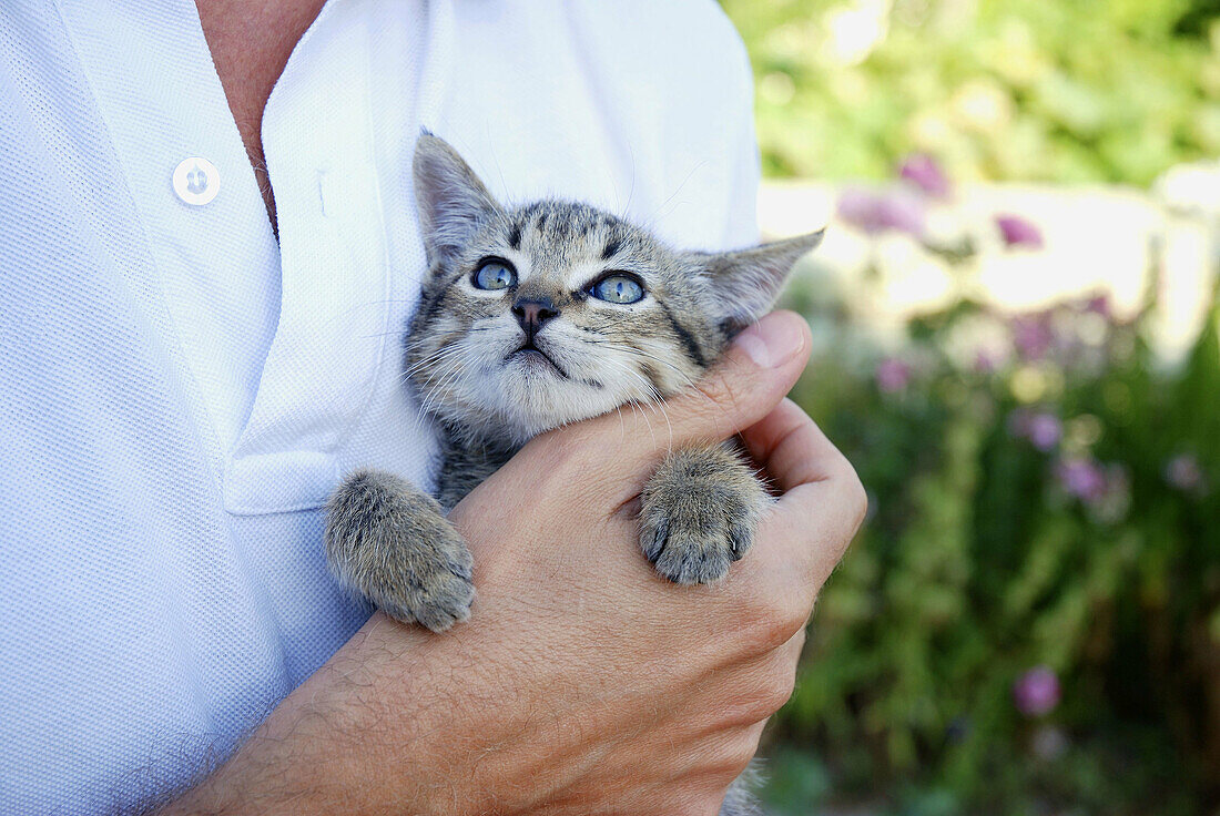 Kleine getigerte Katze in der Hand eines Mannes