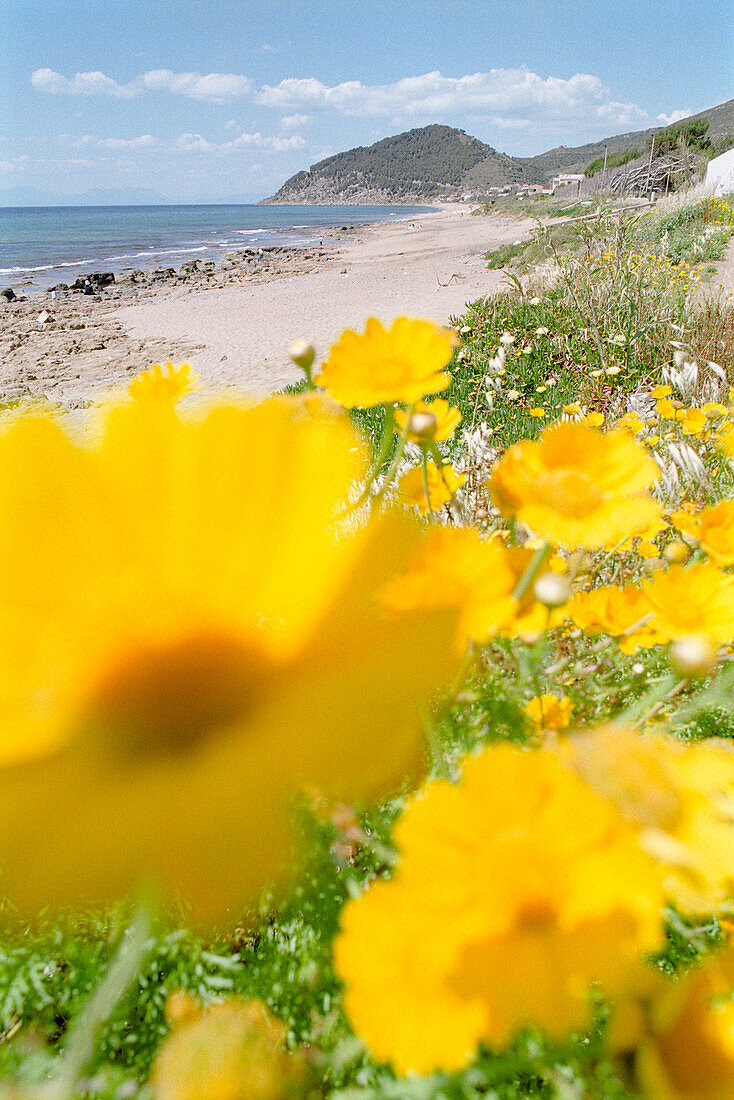 Flowers near the beach, Spring, Castellabate, Cilento, Italy