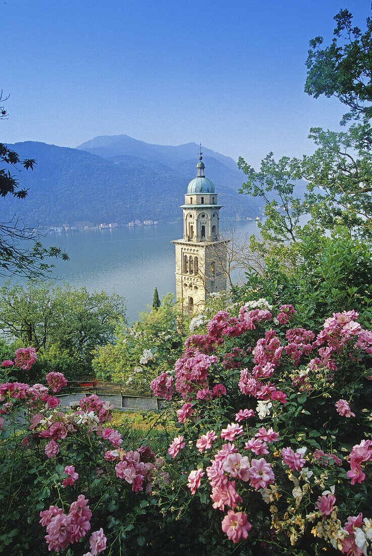 Blühende Rosen vor dem Kirchturm von Morcote und dem Lago di Lugano, Tessin, Schweiz, Europa