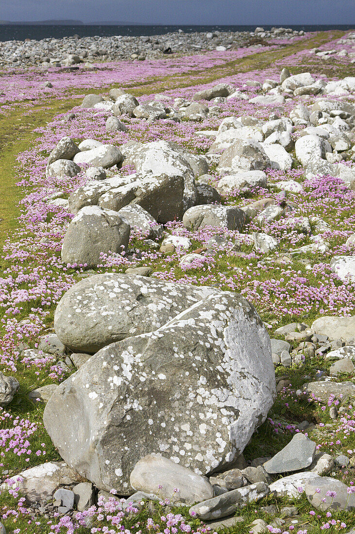 Thrift or Sea Pink, Armeria maritima, amongst granite boulders