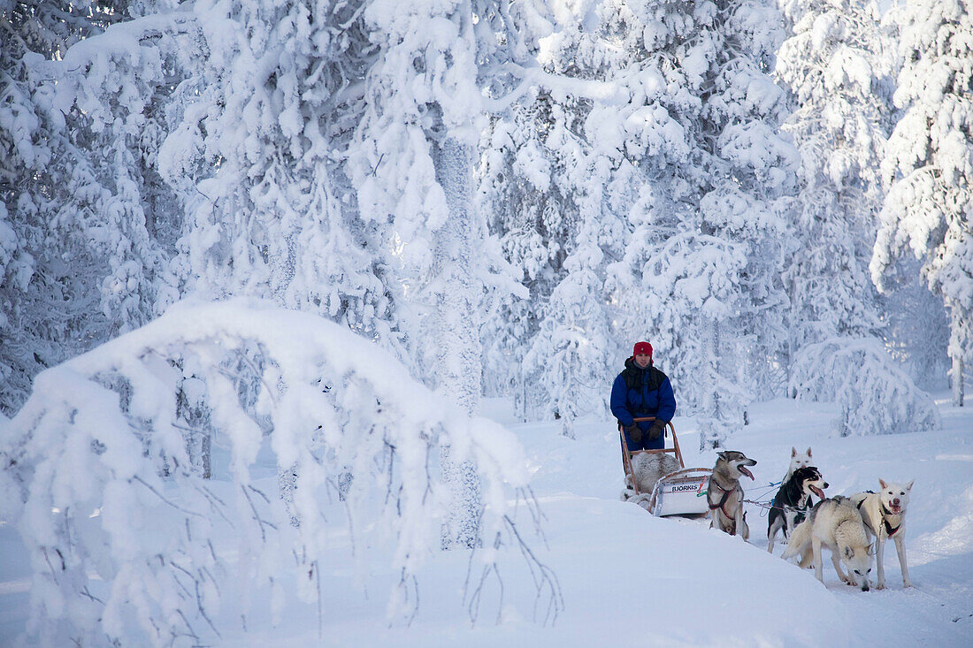 Finland, Lapland, sled