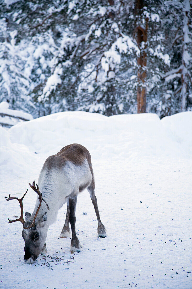 Finland, Lapland, reindeer