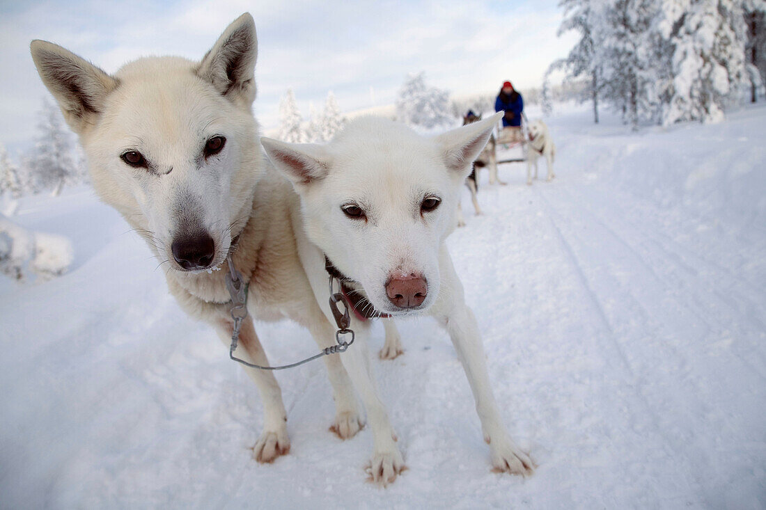 Finland, Lapland, sled
