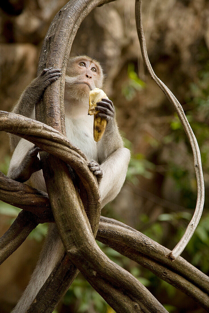 Thailand, monkey