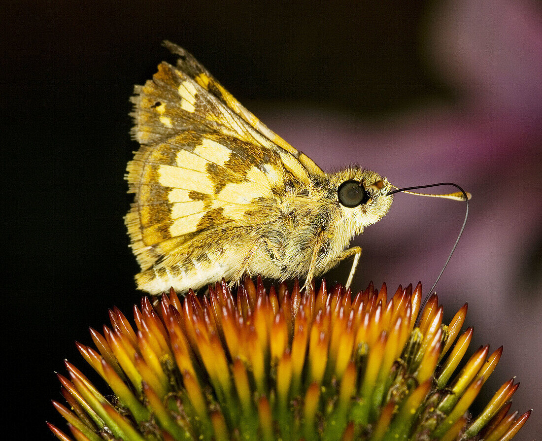 Pecks skipper (Polites peckius), butterfly on coneflower, Michigan, USA