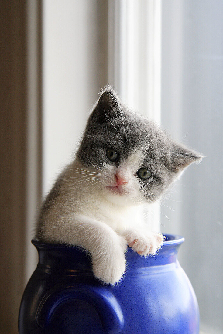 Cat British shorthair