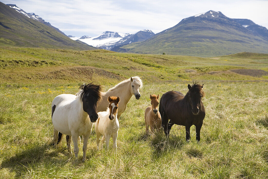 Iceland pony, Iceland