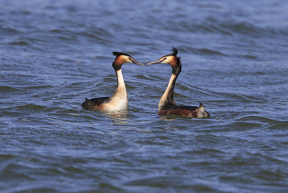 Great Crested Grebe (Podiceps cristatus)