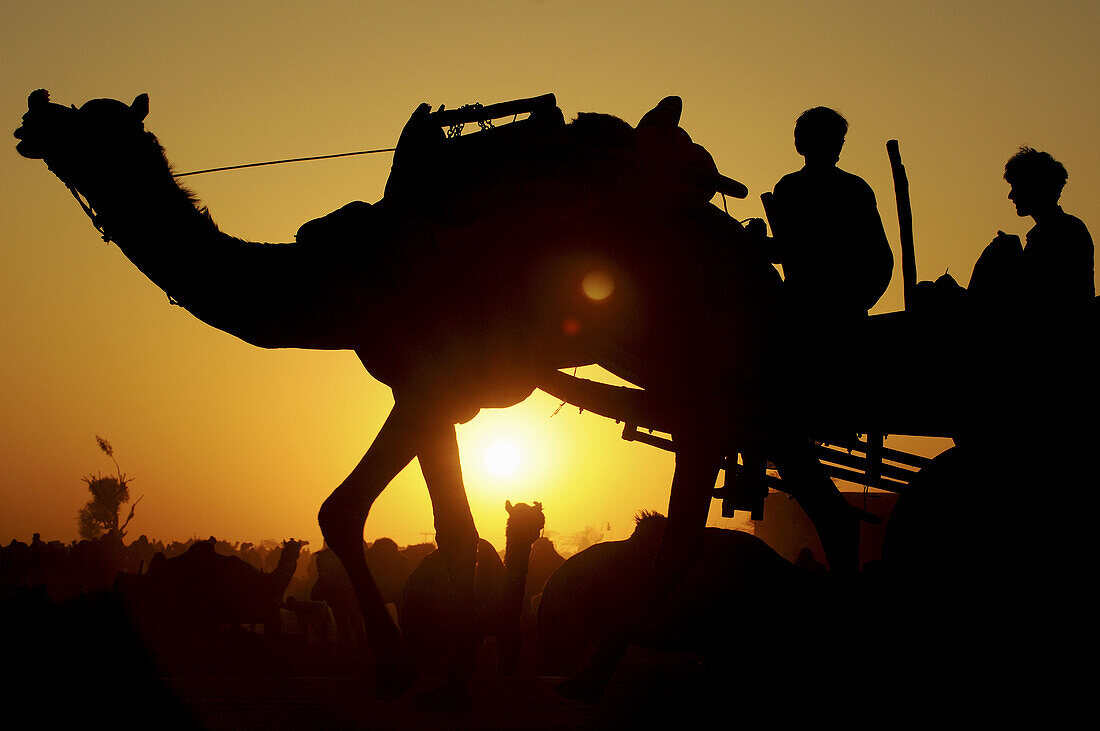 On their way home, farmers head back to their village from the big Naguar camel fair, Rajasthan, India