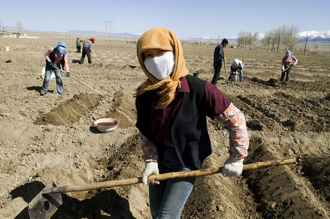 Working in the potato fields in Kazakhstan