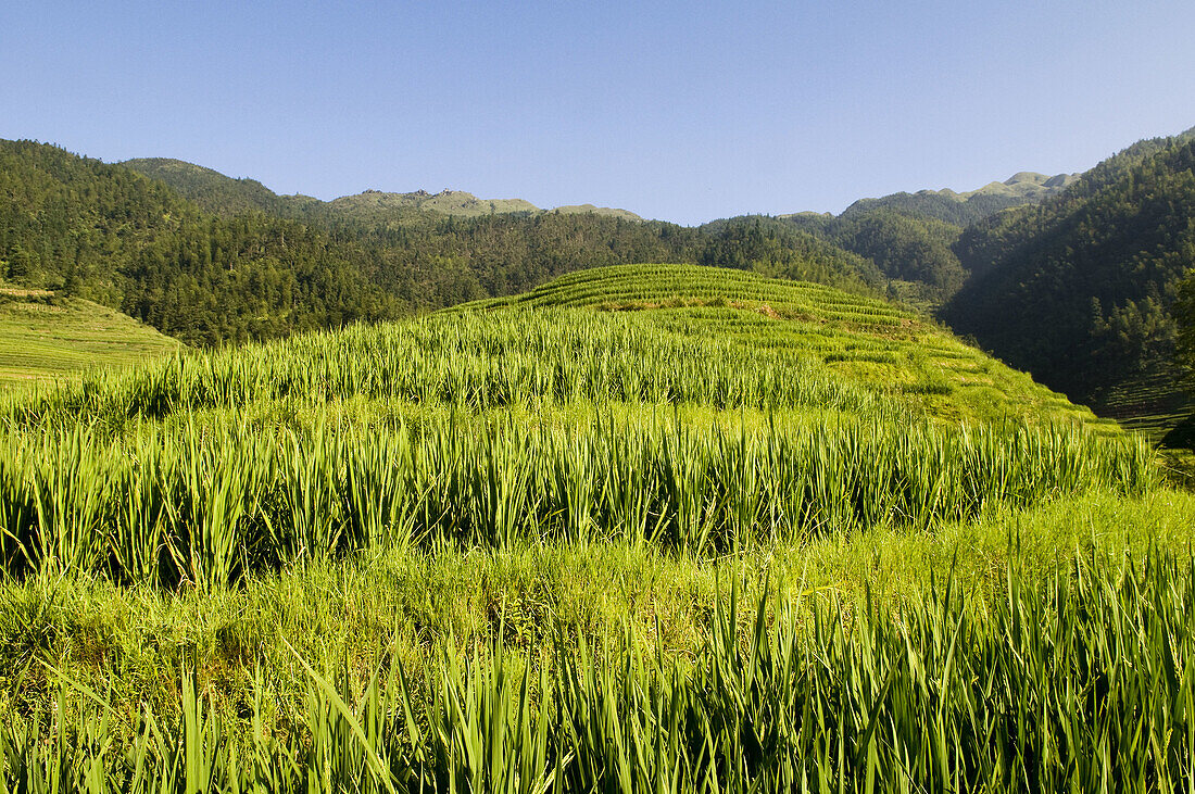 The amazing rice terraces of LongJi in Guangxi, China