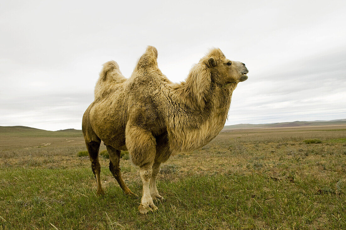 A Bactrian camel in the Gobi desert