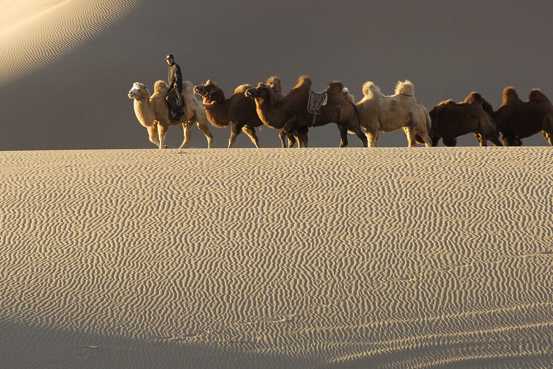 A camel train traversing the vast desert in Ejina, Inner Mongolia