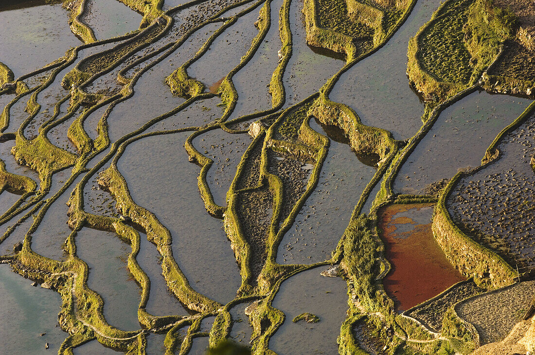 Abstract look of rice paddy dikes at Yuanyang, Yunnan Province, China