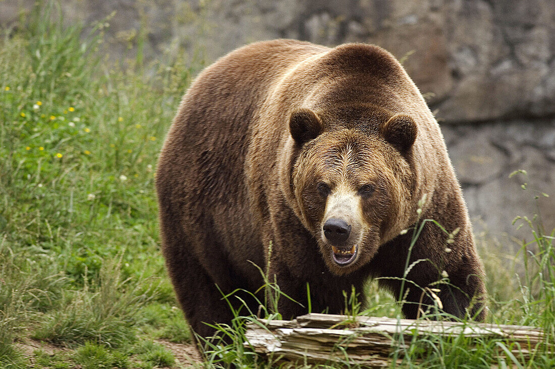 A charging grizzly bear is a frightening sight