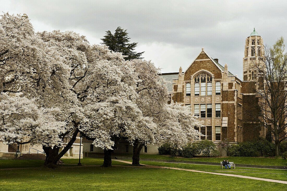 America, Beautiful, Beauty, Brick, Campus, Cherry, Cherry blossom, Cloud, Color, Colour, Companion, Companionship, Old, Seattle, Sky, Tree, University, Usa, Washington, V01-709388, agefotostock