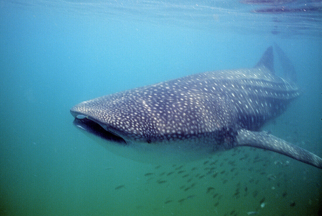 Isla Holbox, Cabo Catoche. Quintana Roo, Mexico.