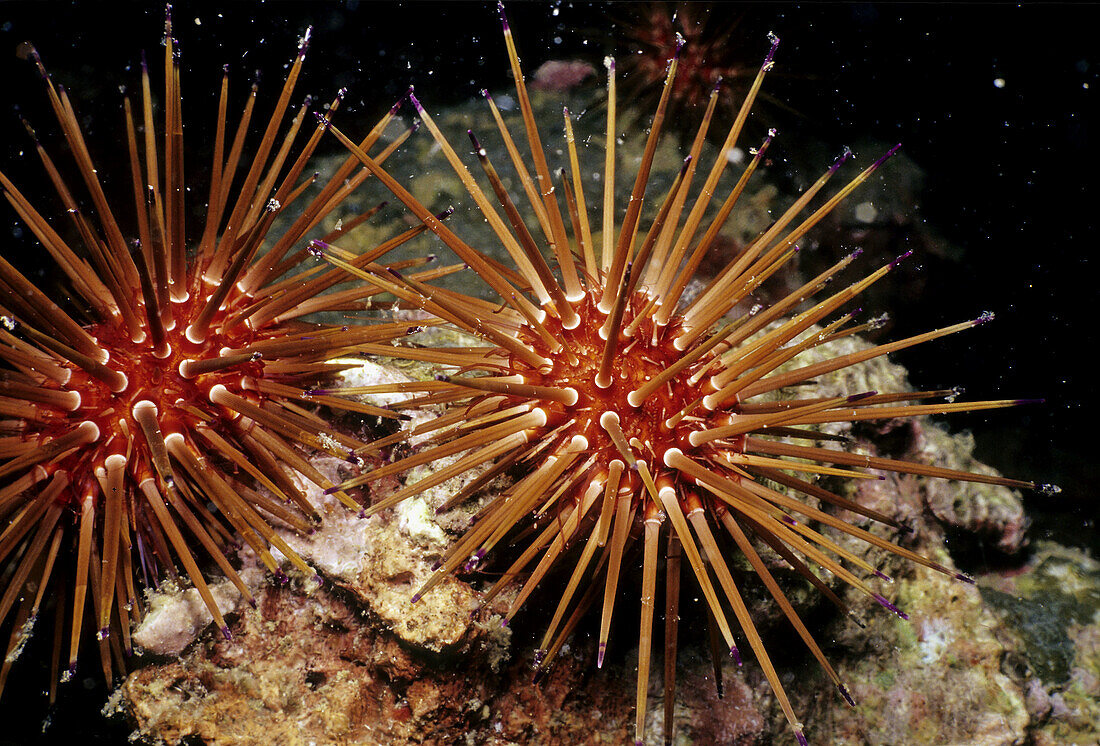 Sea Urchin. Veracruz, Mexico