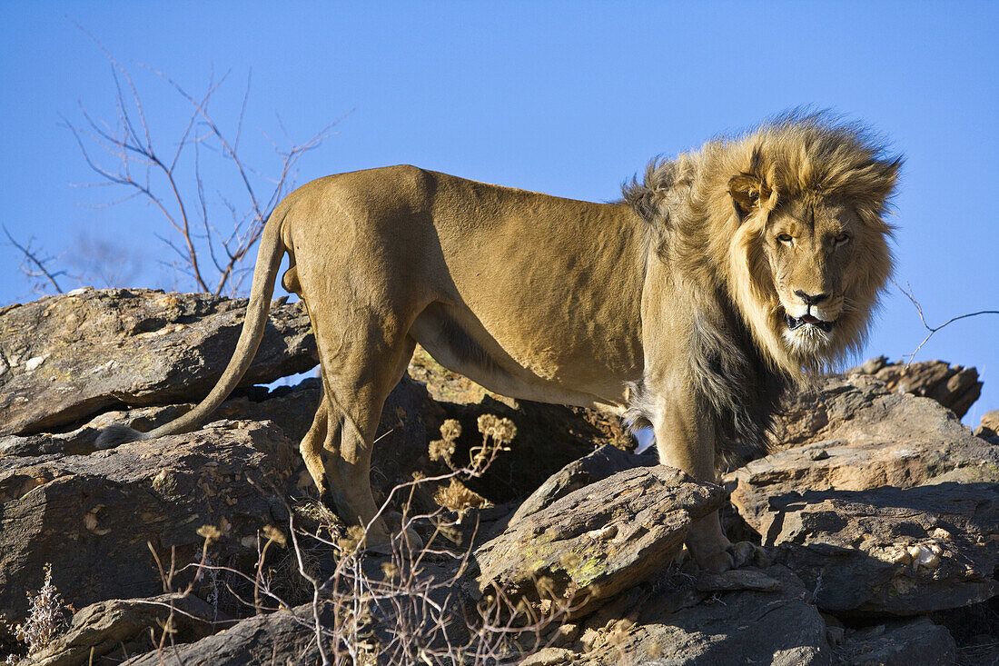 A male lion is standing on top of a cliff