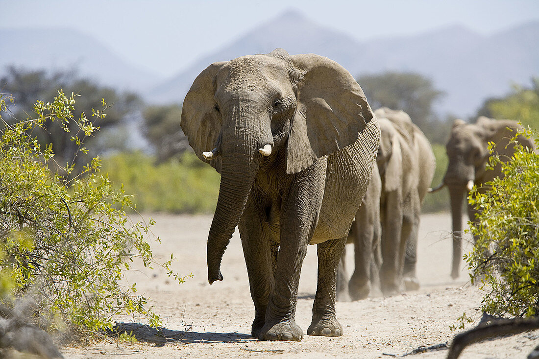 African elephants walking in the Hoarusib riverbed, Namibia