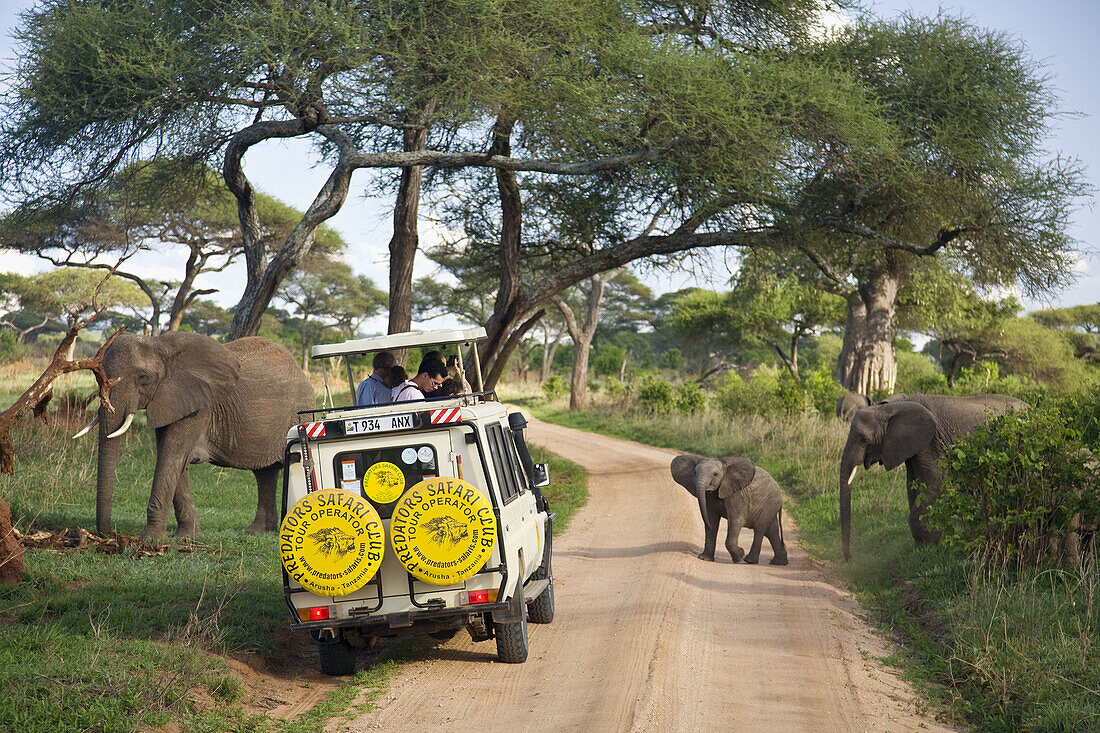 Elephants crossing the road in front of a safari vehicle