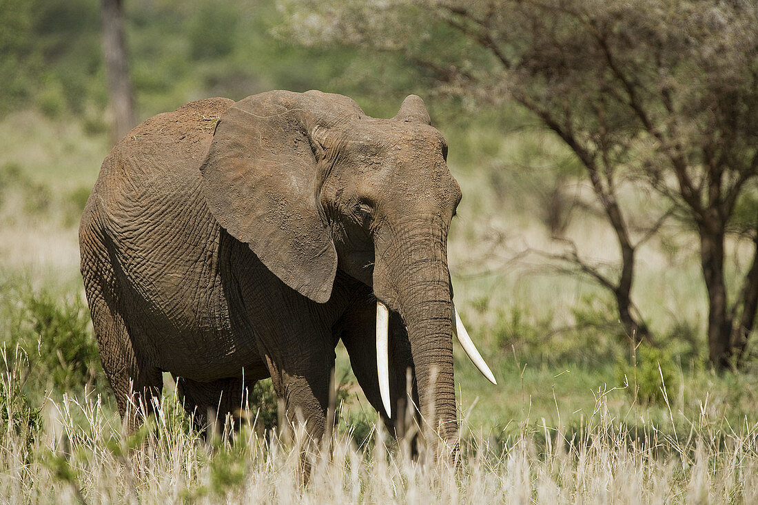 African elephant (Loxodonta africana)