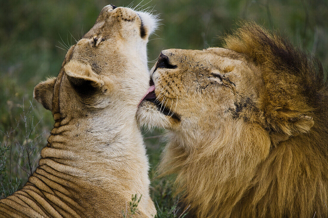 Lion cuddles up to lioness